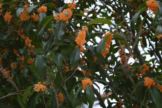 c0136736_09094665.gif