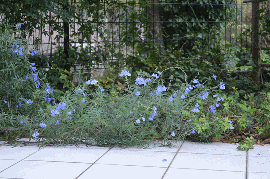 c0136736_09100156.gif