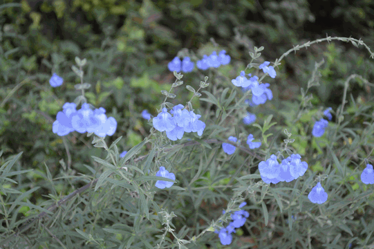 c0136736_09101261.gif