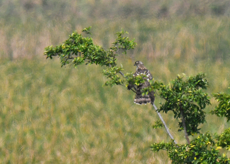 d0290240_14065341.gif