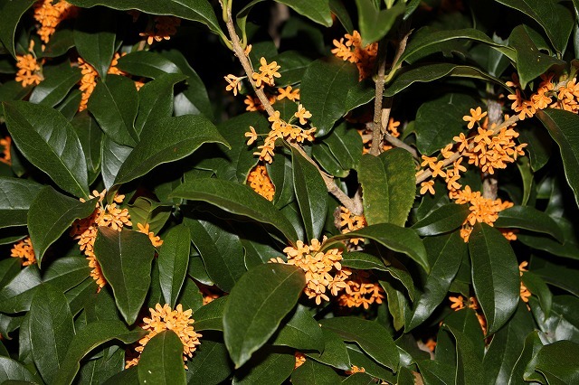 a0335853_23161434.jpg