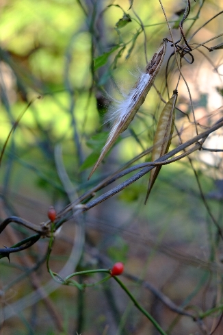 f0035962_1103993.jpg