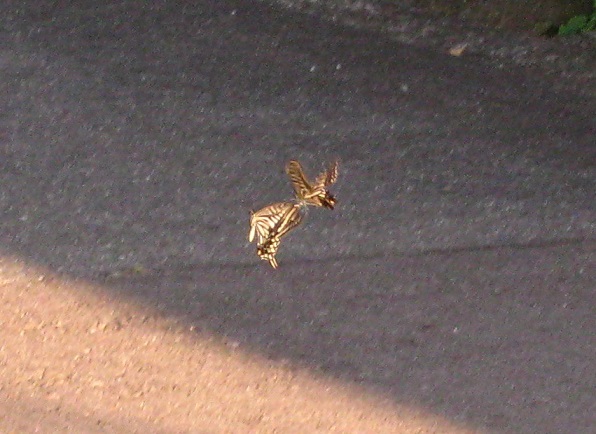 a0087378_8332637.jpg