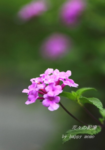 c0357781_13182756.jpg