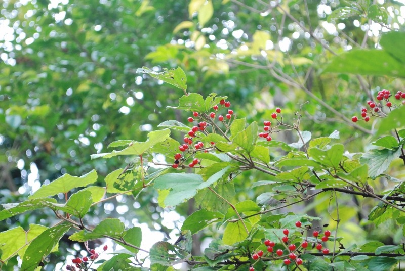 e0025300_1510544.jpg