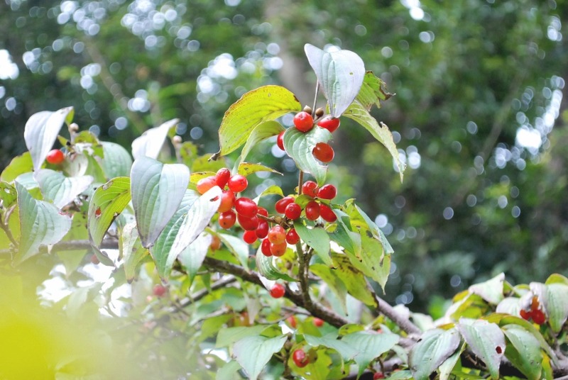 e0025300_15152950.jpg