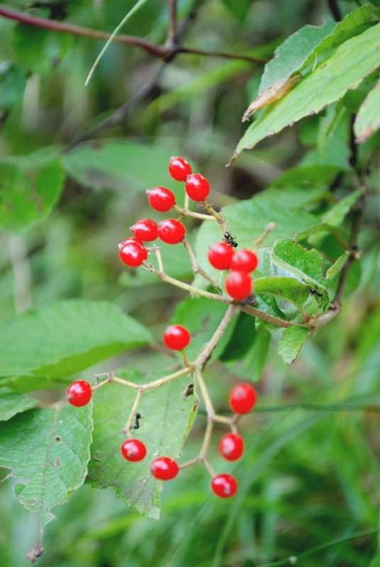 e0025300_158592.jpg