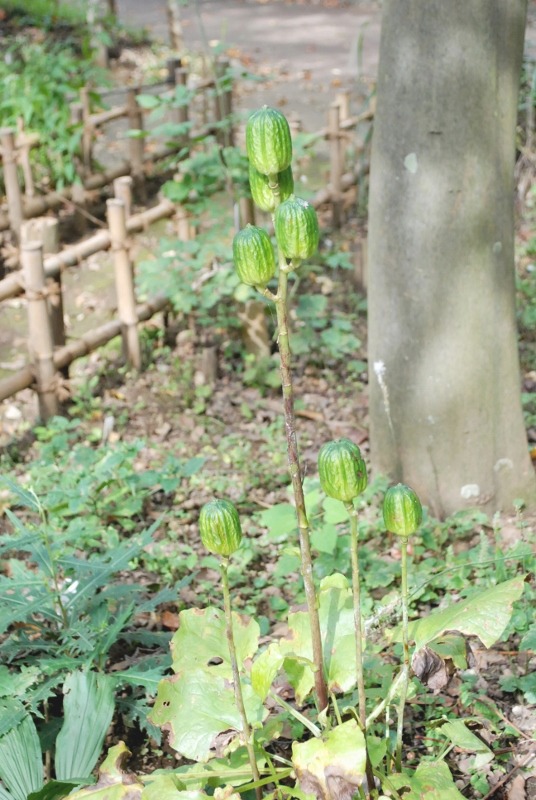 e0025300_16221615.jpg