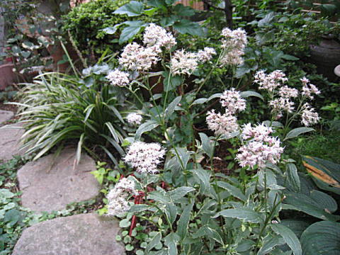 d0046702_7254389.jpg