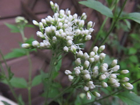 d0046702_726241.jpg