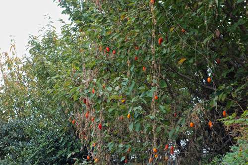 b0099903_22273984.jpg