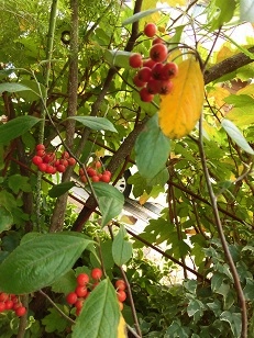 c0204121_19395280.jpg