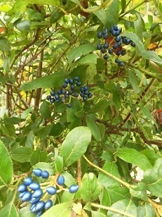 c0204121_19424149.jpg
