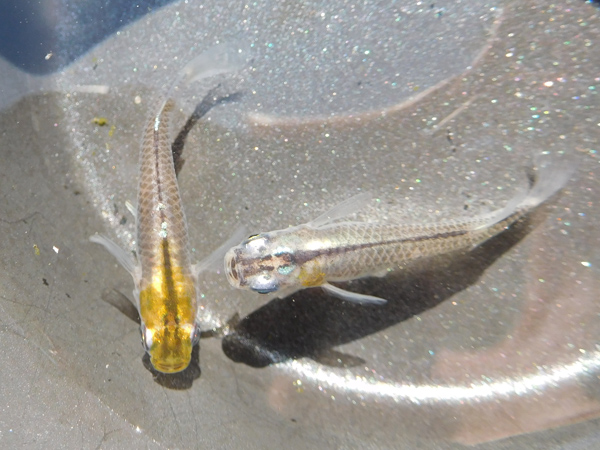 e0097534_14343438.jpg