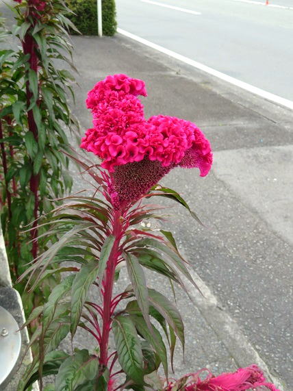 b0089338_21424959.jpg