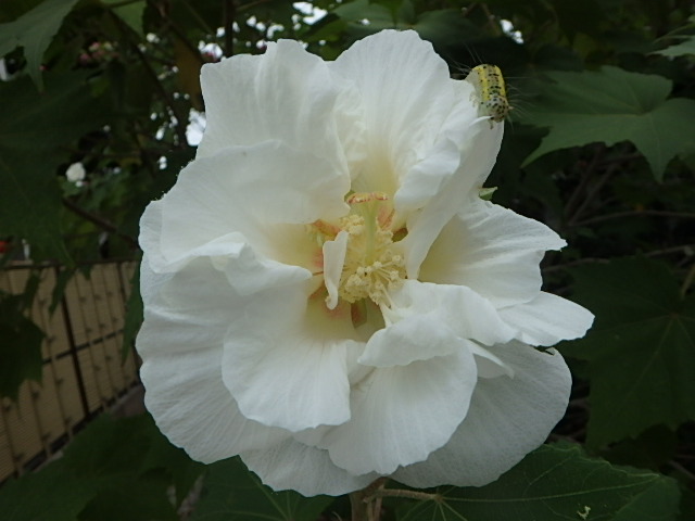 f0334143_1934912.jpg