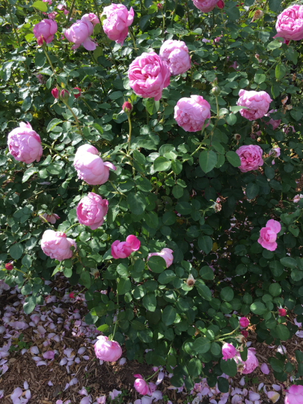 c0359445_21564130.jpg