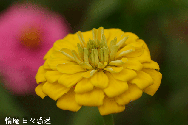 e0346064_19000181.gif