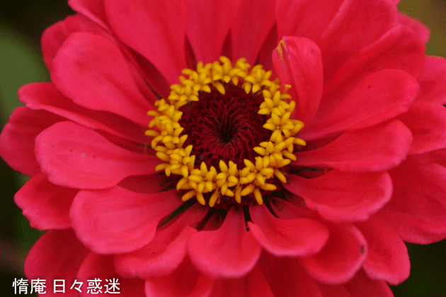 e0346064_19000376.gif