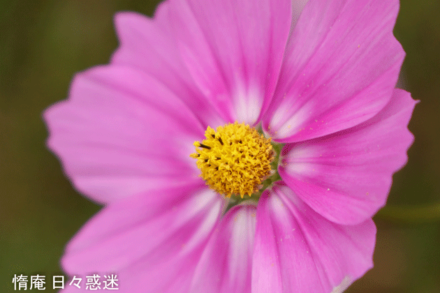 e0346064_20010978.gif