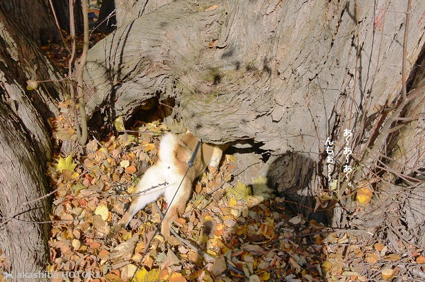 f0150377_10444987.jpg
