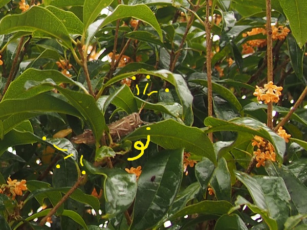 f0101679_1238212.jpg