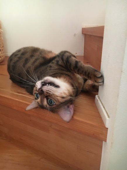 c0011300_23104513.jpeg