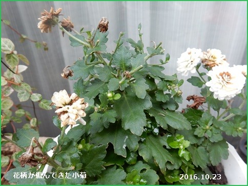 e0033229_16393042.jpg