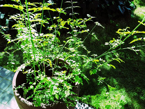 b0341140_17352725.jpg