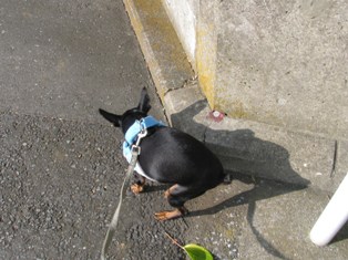 e0150843_21349100.jpg