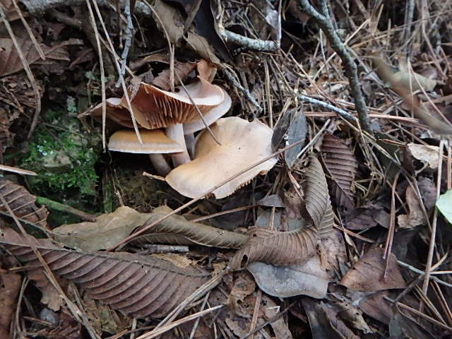 f0334143_18511252.jpg