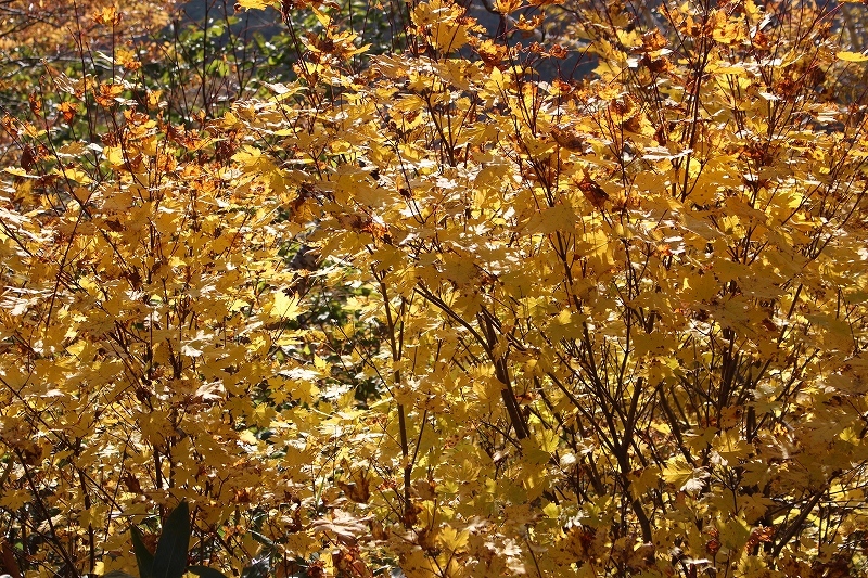 b0250154_08564546.jpg