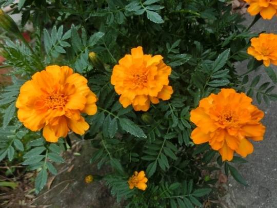 c0328559_20090930.jpg