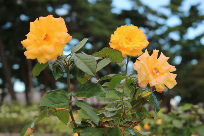 f0345263_20111007.jpg