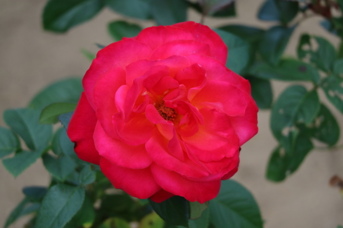 f0345263_20351351.jpg