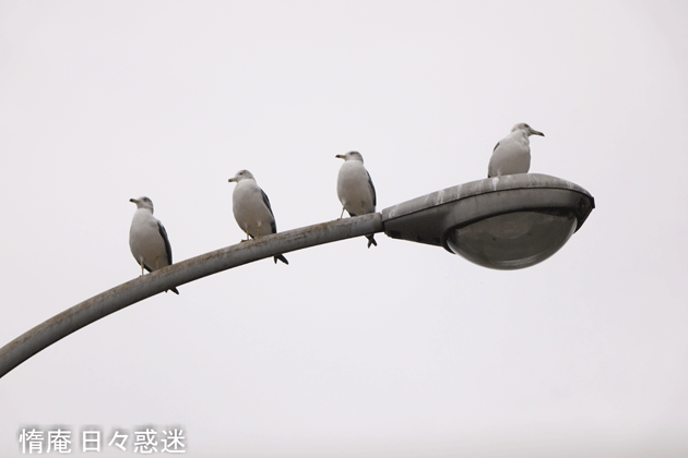 e0346064_15283820.gif