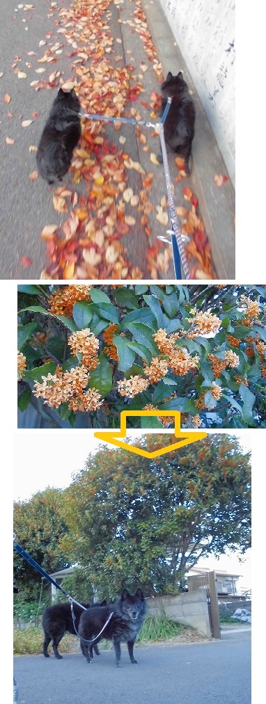 e0002466_17584770.jpg