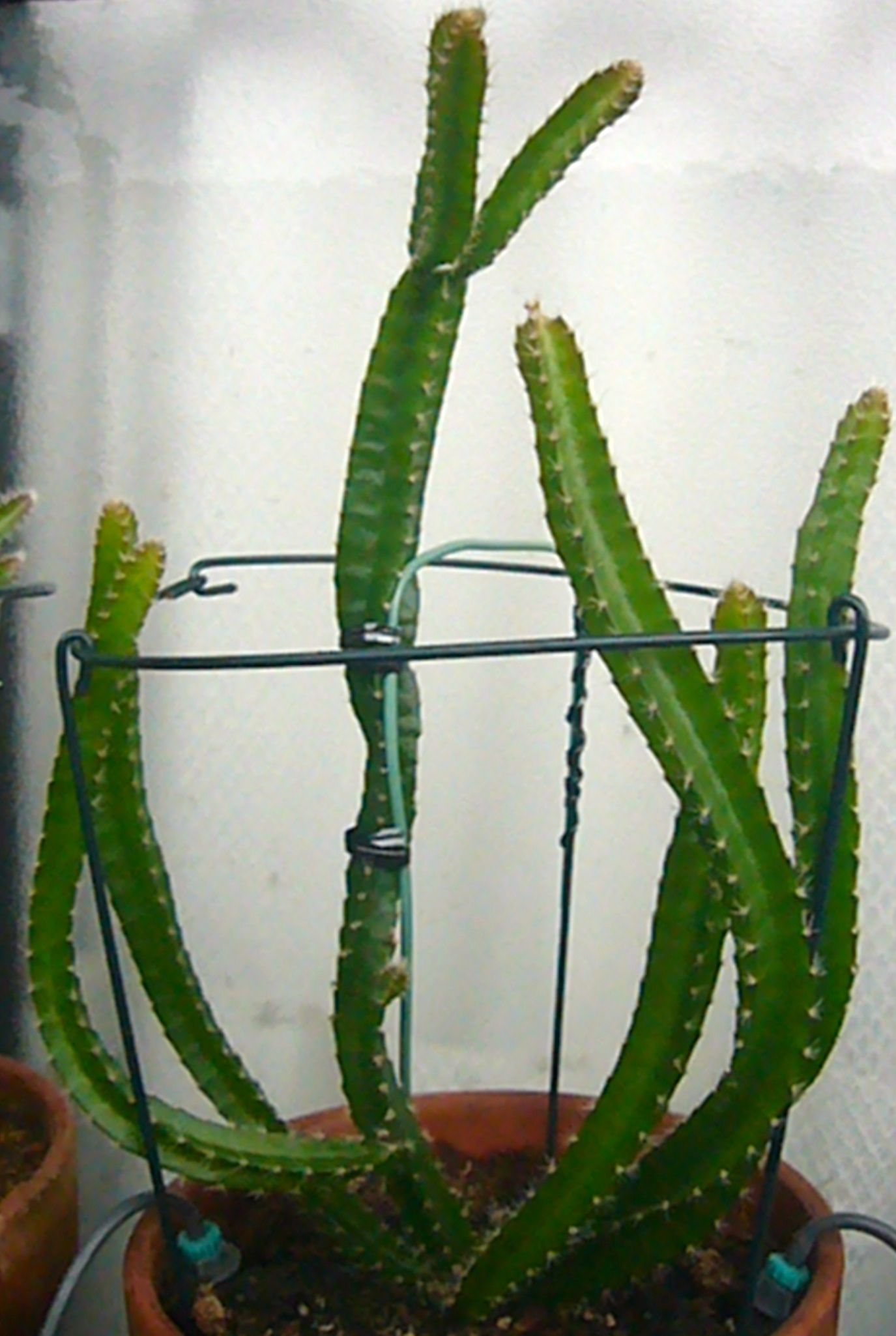 b0025169_14493101.jpg