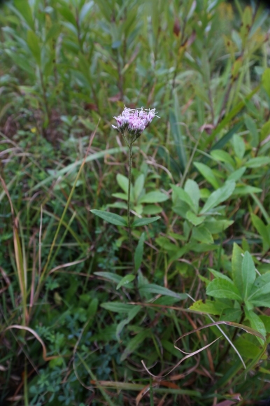 e0024081_09423250.jpg