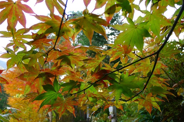 a0130586_859531.jpg