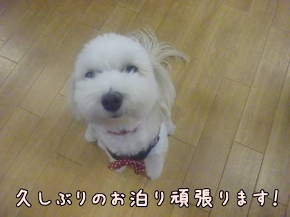 a0338800_21342415.jpg
