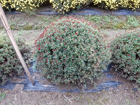 e0033229_1834989.jpg