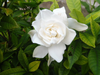 e0046477_21525695.jpg