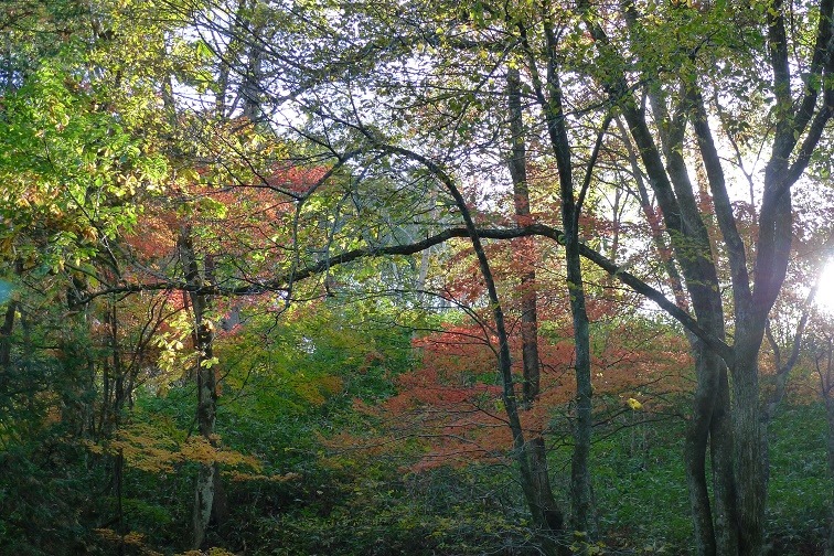 a0130586_1738487.jpg