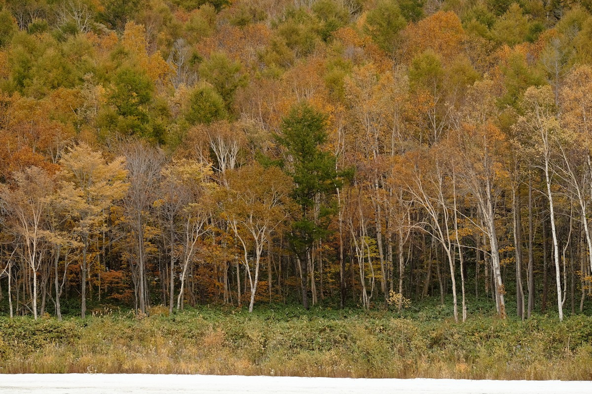e0051186_20213326.jpg