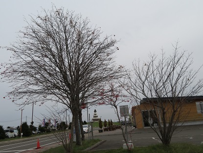 f0325309_18412403.jpg