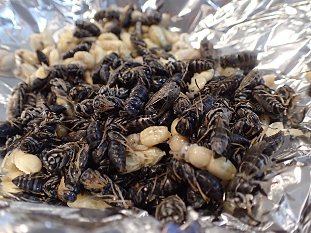 f0214649_6203921.jpg