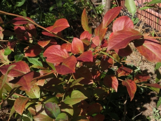 c0328559_16362485.jpg