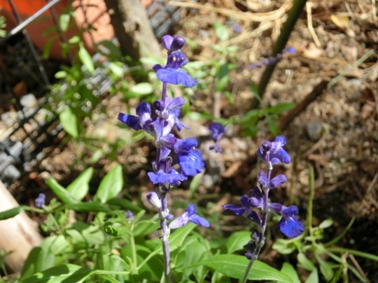 c0328559_16363260.jpg