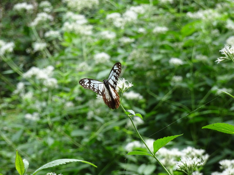 c0108460_20343575.jpg